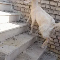 بز نجدی  ماده ۹ ماهه چنبیش