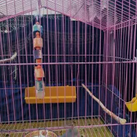 عروس هلندی ماده|پرنده|دالاهو, |دیوار