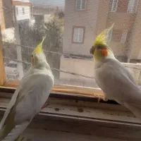 عروس هلندی|پرنده|دلیجان, |دیوار