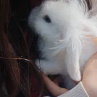 خرگوش لوپ چهار ماهه