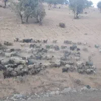 میش وبره ودوبور قوچ