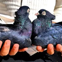 کبوتر کفتر زاغ قیل سیاه سرخ سوسنی واکسی چشم نوک|پرنده|شهرضا, |دیوار