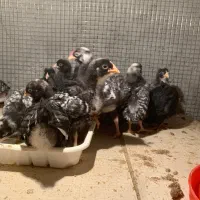 پلیموت آمروک|حیوانات مزرعه|بناب, |دیوار