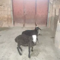 بره نر فروش