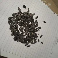 تخمه آفتابگردان مناسب پرنده