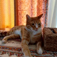 واگذاری