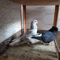 حمیدیه کبوتر دم سفید