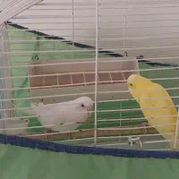 مرغ عشق|پرنده|قرچک, میرزائی جنوبی|دیوار