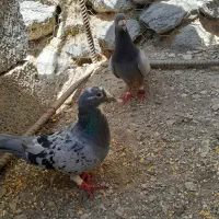 کفتر نر ماده عالی