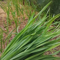 برگ سیر تازه