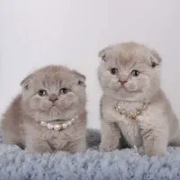 بریتیش لیلاک قندون