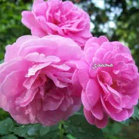 نهالستان گل محمدی رز ۲۵تومن نهال یاس هلندی درخت|خدمات باغبانی و درختکاری|قم, تعویض پلاک|دیوار