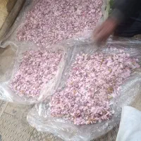 گل محمدی