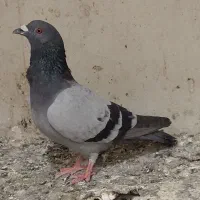 کبوتر سبز مسافتی
