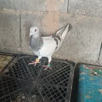 طوقی.سینه.قره سبز.سفید .سوسنی