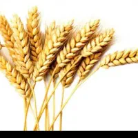 گندم بذری شبرنگ