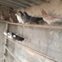 20عدد جوجه انگلیسی
