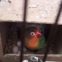 طوطی فیشر برزیلی ماده معاوضه با نر