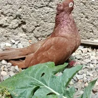 زاغ|پرنده|جیرفت, |دیوار