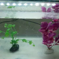 اکواریوم شرکتی، معاوضه هم میکنم|ماهی|خرمشهر, |دیوار