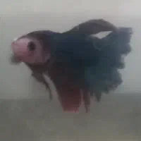 ماهی فایتر قیمت مناسب|ماهی|بن, |دیوار