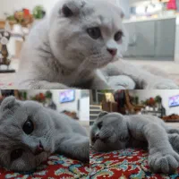 واگذاری ماده اسکاتیش