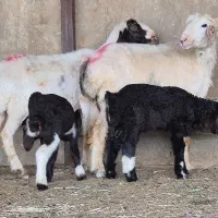 دو راس شیشک میش بره دار