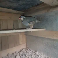 بلدرچین
