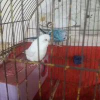 جفت مرغ عشق هلندی