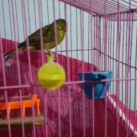 فروش فوری تعدادی قناری|پرنده|پاسارگاد, |دیوار