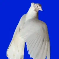 کبوتر پرشی قم