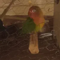 کوتوله بریزیلی