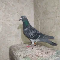 17تا زاجر شهرستان|پرنده|یزد, |دیوار