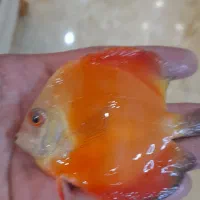 ماهی دیسکس ۲ عدد|ماهی|تهران, مهرآباد جنوبی|دیوار