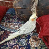 عروس هلندی سپیدار
