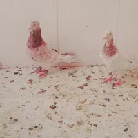 هفت رنگ‌جفتگاه