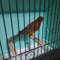 قناری|پرنده|کرج, کوی امامیه|دیوار