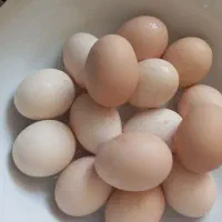تخم مرغ