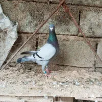 کبوتر ۷تا