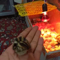 دستگاه جوجه کشی 504تایی هدایت فروشی|لوازم جانبی حیوانات|چناران, |دیوار