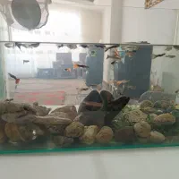 فروش تعدادی ماهی گوپی کوچک و بزرگ در هم