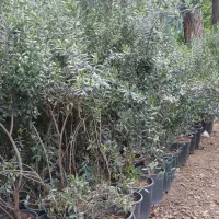 نهال زیتون۶ ساله گلدان۱۲ ریشه پر