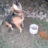 سگ ماده نژاددار