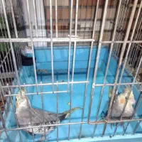 عروس هلندی ماده