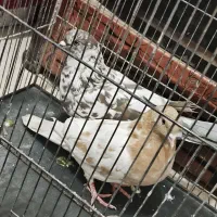 کفتر عالی یک جفت طوق وکفتر های دیگر|پرنده|فردوس (خراسان), |دیوار