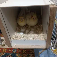 دو جفت عروس هلندی