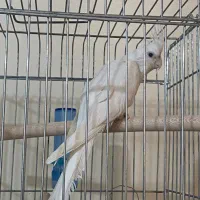 عروس هلندی آلبینو نر|پرنده|اهواز, کیانشهر|دیوار