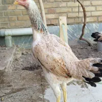 مرغ لاری اصل|حیوانات مزرعه|خاوران, |دیوار