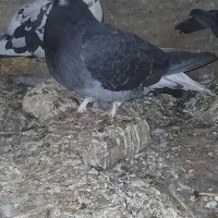 کبوتر کله برنجی تخت دم