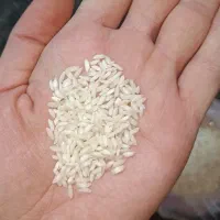 برنج عنبربو درجه 1 شوشتر خوزستان